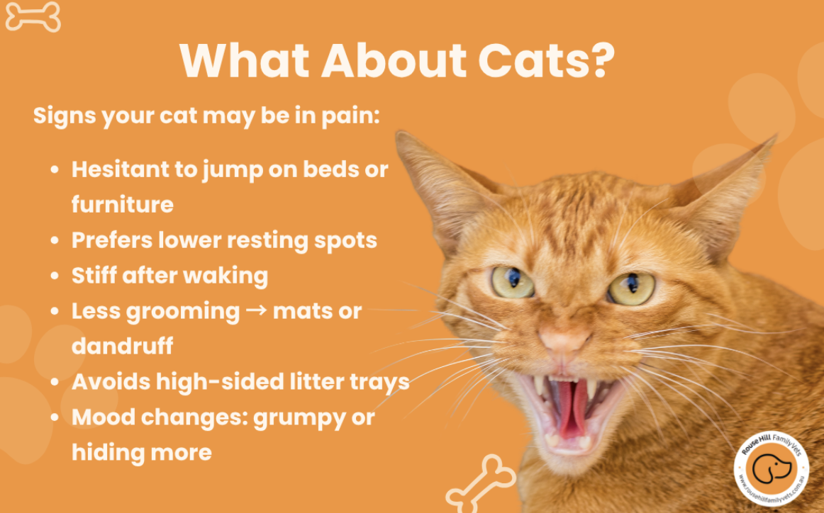 our dear free certified team takes the detective work seriously